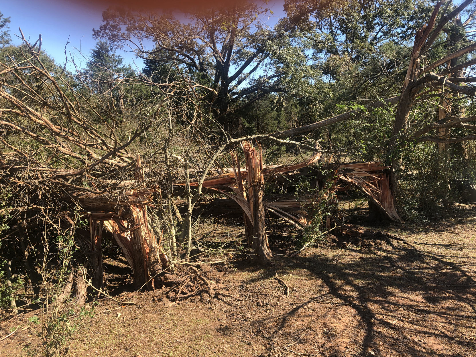 Trees down